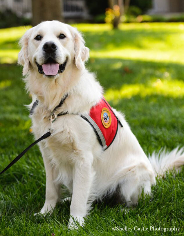 Snitker Golden Retrievers Service Dog Prince Trained Golden Retriever